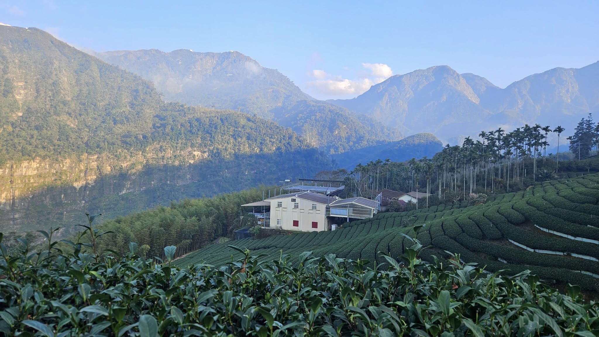 Cơ Hội Nào Cho Trà Oolong Việt Nam?