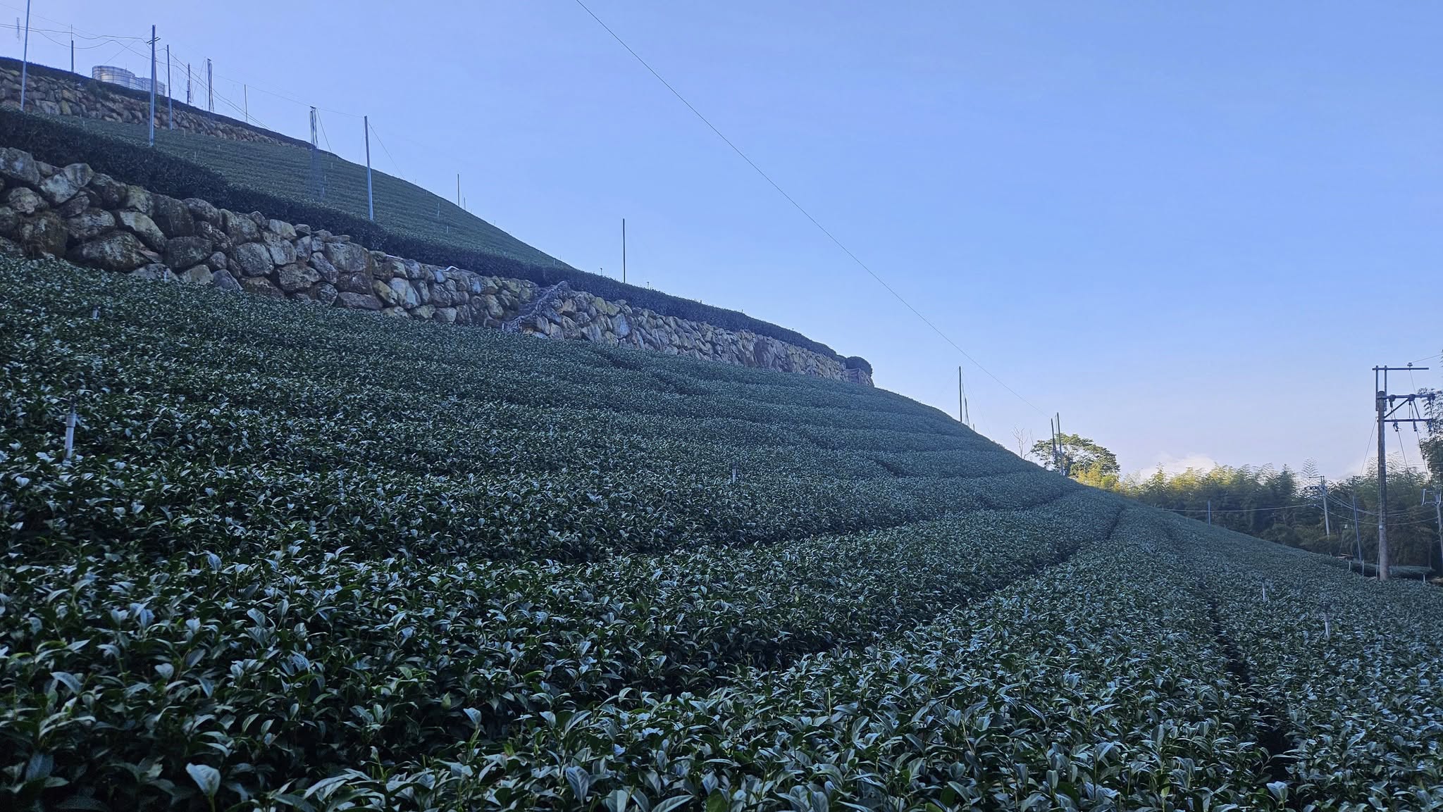 TiỀm NĂng PhÁt TriỂn TrÀ ViỆt