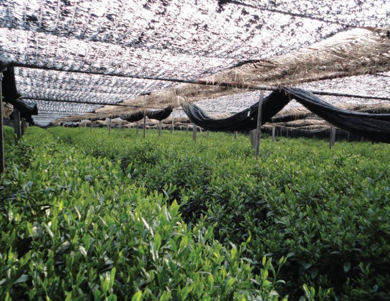 Matcha được che lưới 