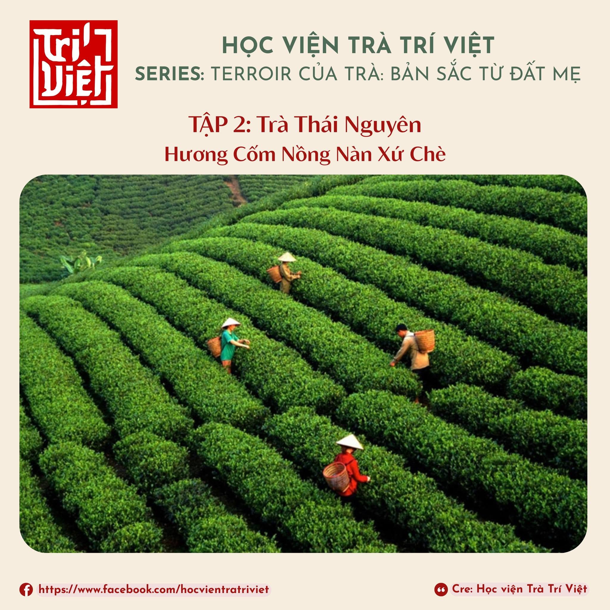 Tập 2: Trà Thái Nguyên – Hương Cốm Nồng Nàn Xứ Chè