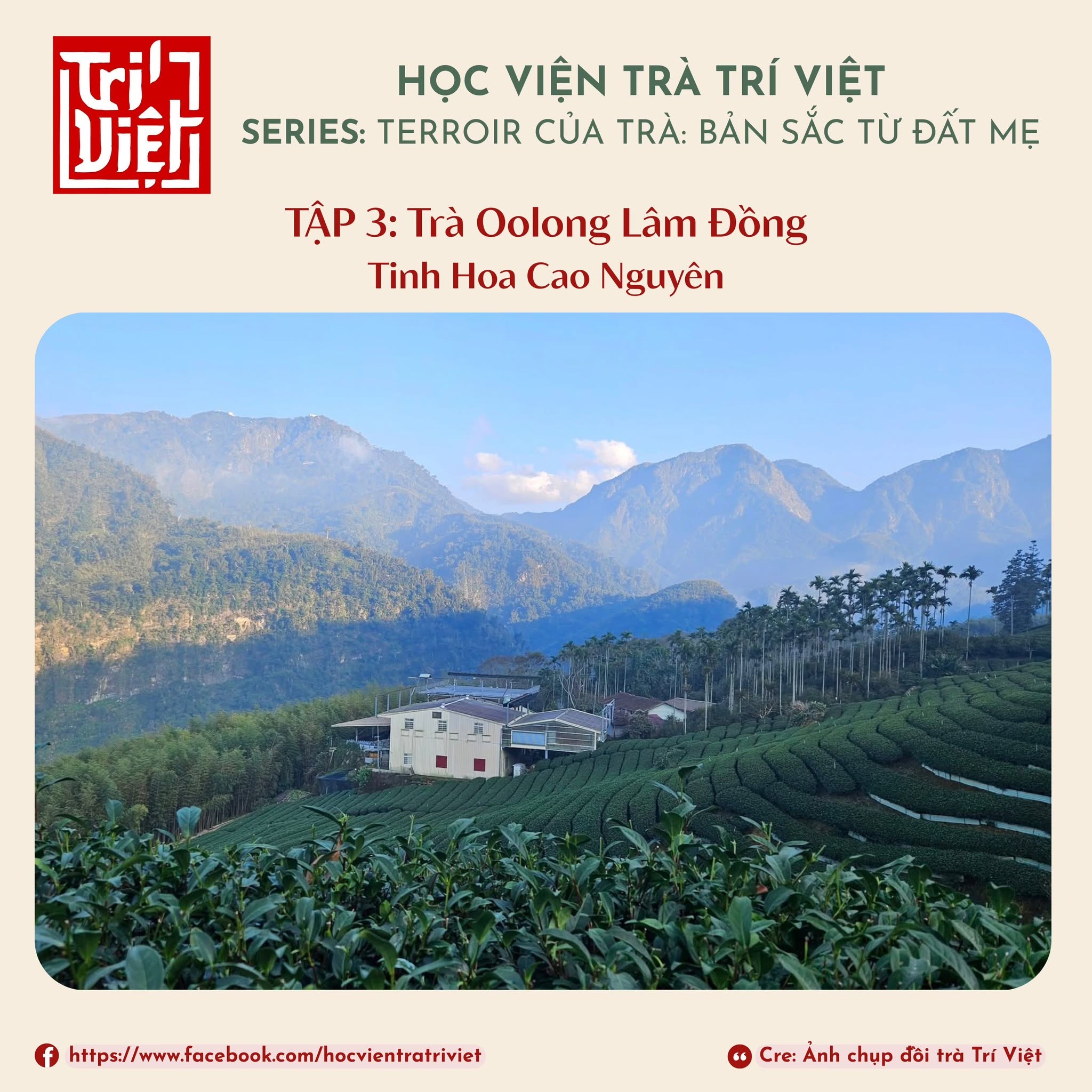 Tập 3: Trà Oolong Lâm Đồng – Tinh Hoa Cao Nguyên