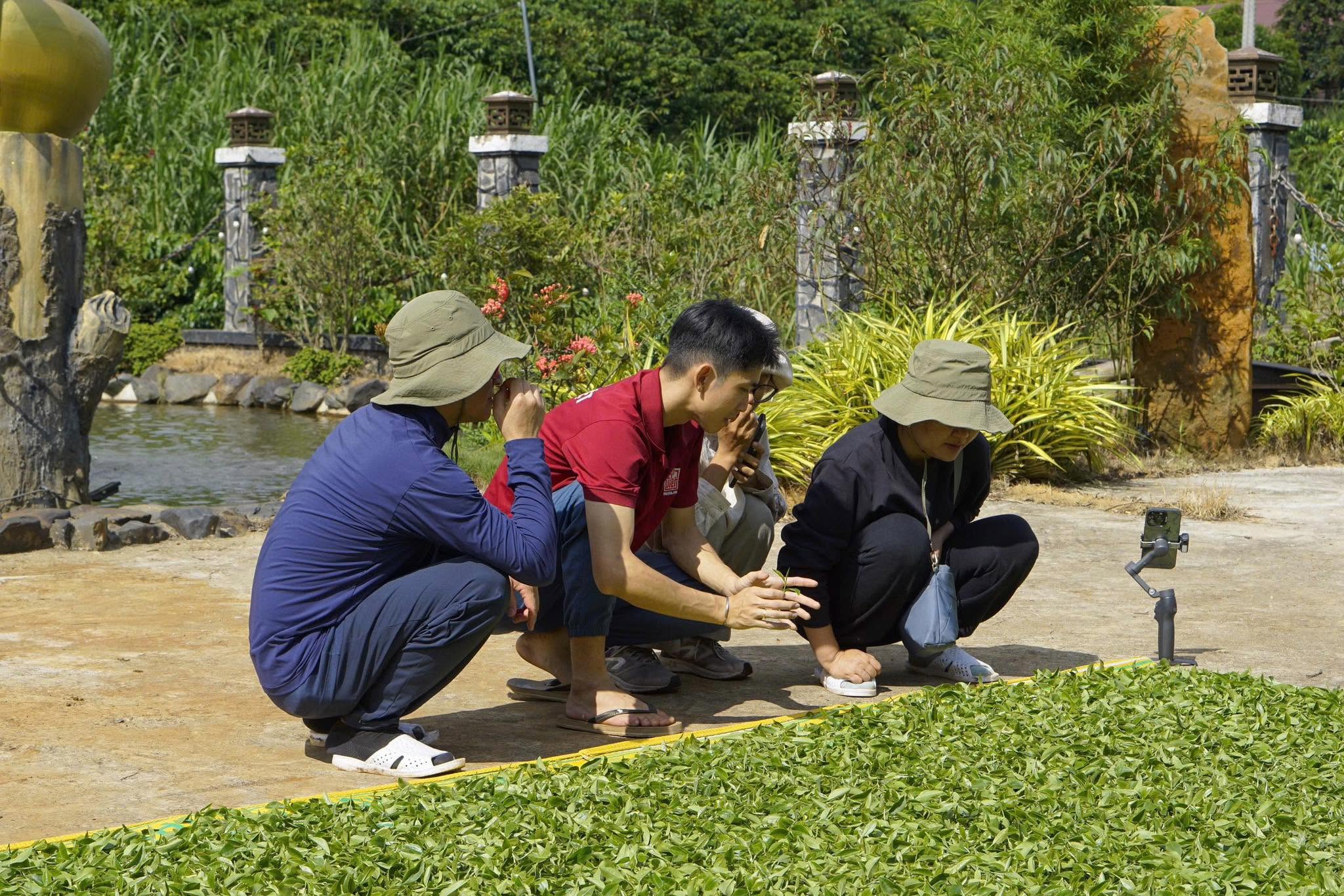 Công đoạn phơi héo nắng (làm bạch trà)