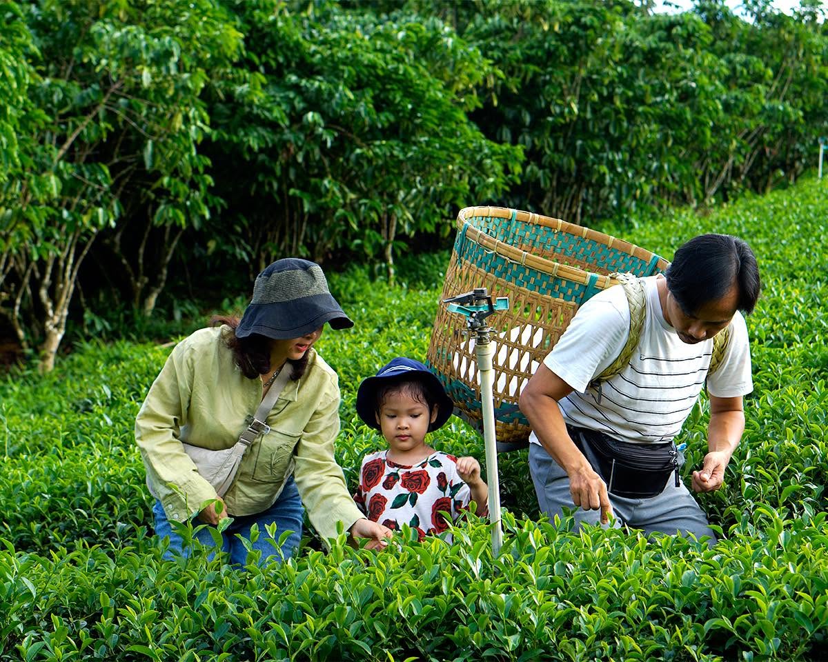Tự tay trải nghiệm hái từng búp trà