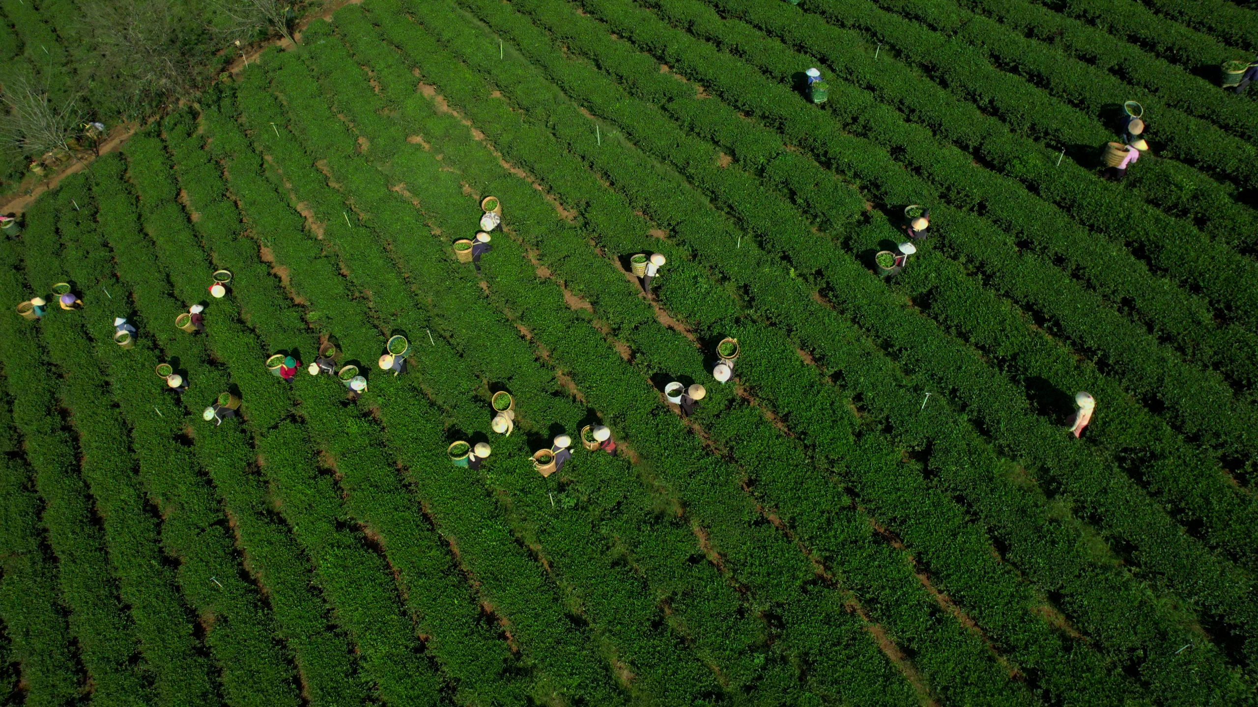 Vùng nguyên liệu Trà Trí Việt