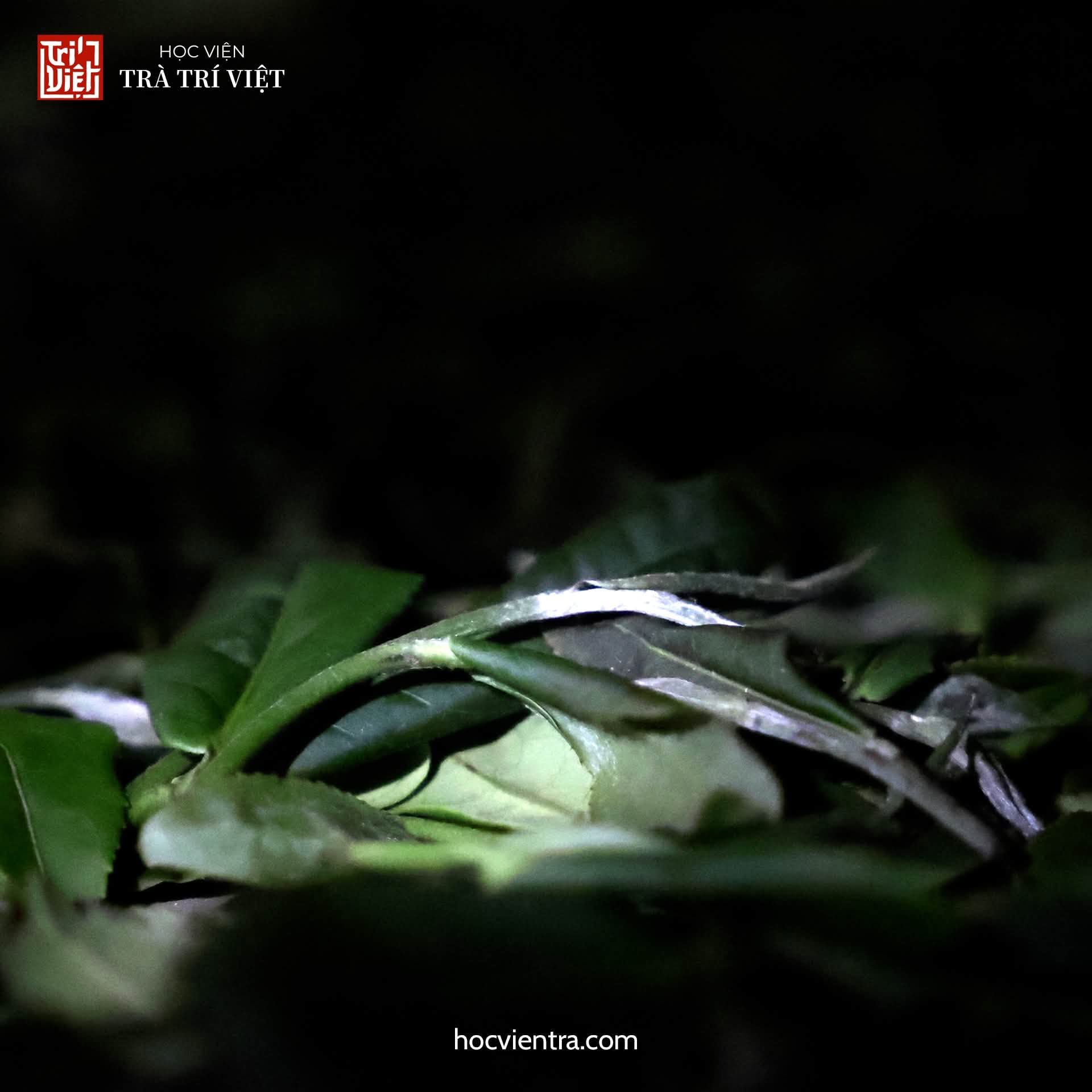 Phương pháp phơi héo mát để làm hoàng trà