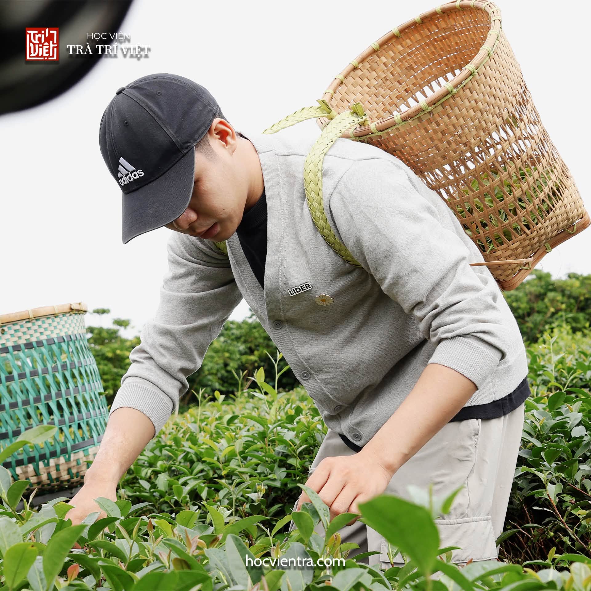 Học viên trực tiếp thu hái tại vùng nguyên liệu