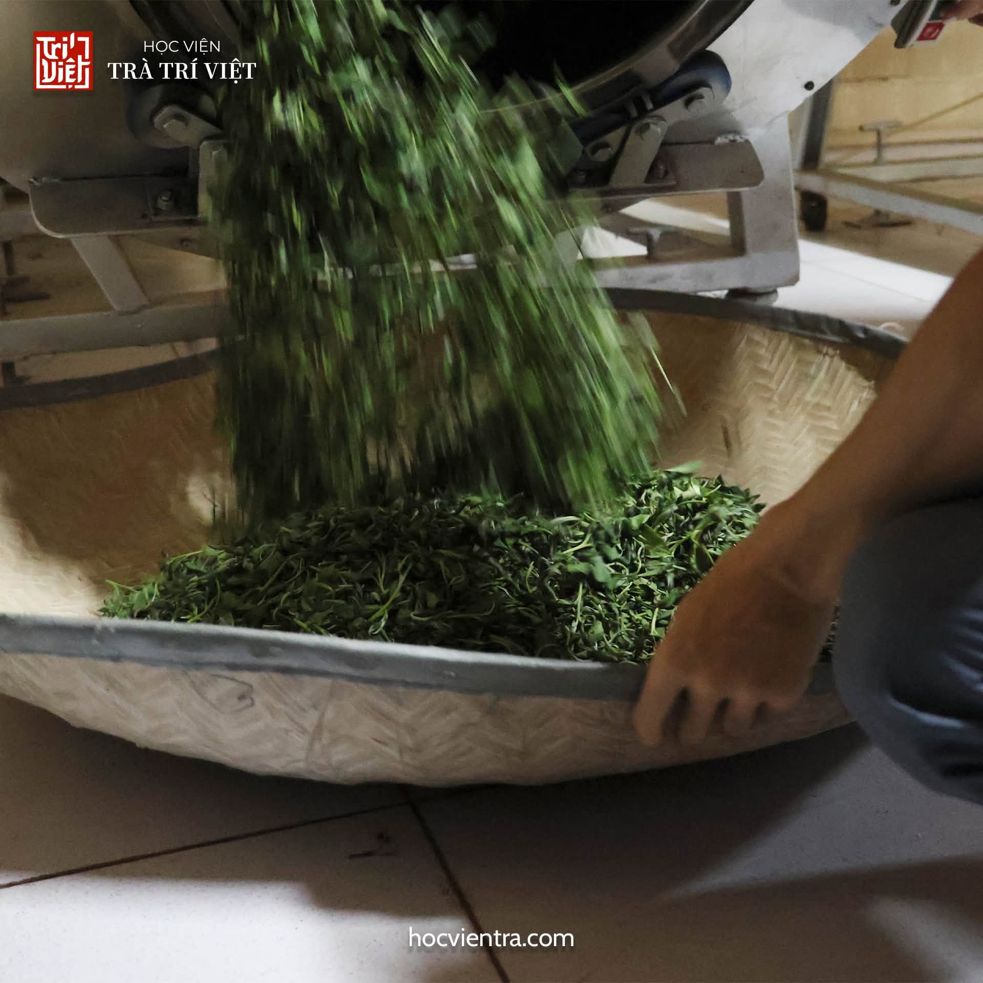 Quy trình chế biến trà xanh