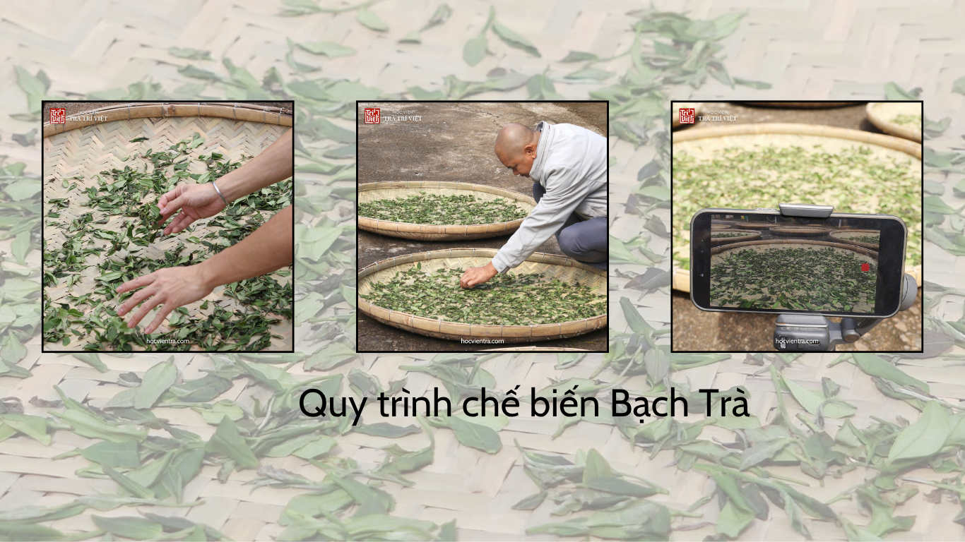 Quy trình phơi héo Bạch Trà